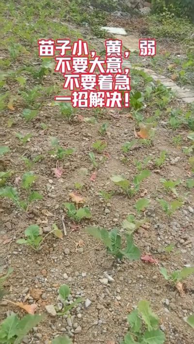 油菜苗子弱苗子小，就用多石粮，5天见效果。