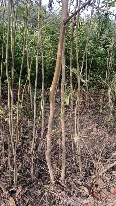 出售臭椿苗，巨峰葡萄苗。药用连翘苗，科研五号优质种苗，2/5年苗，药用连翘树，挂果树，全国包邮到家！财富密码18534302961