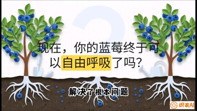 第3节：别把树&ldquo;憋死&rdquo;&mdash;&mdash;正确的定植与换盆手法,   课程：《蓝莓&ldquo;高产&rdquo;实战课：从选苗到丰收的10个关键点》