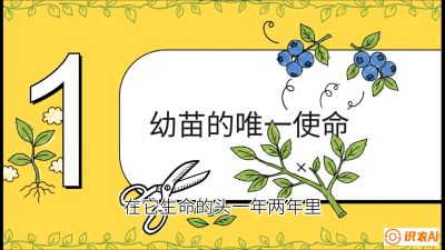 第6节：修剪决定产量（上）&mdash;&mdash;幼苗期与生长期修剪， 课程：《蓝莓&ldquo;高产&rdquo;实战课：从选苗到丰收的10个关键点》