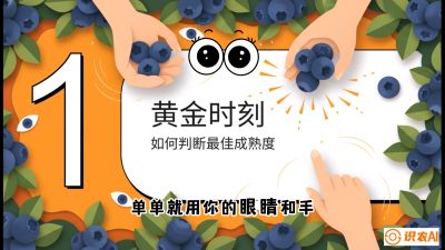 第10节：完美的&ldquo;果粉&rdquo;&mdash;&mdash;采摘时机与保鲜， 课程：《蓝莓&ldquo;高产&rdquo;实战课：从选苗到丰收的10个关键点》