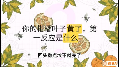 第一节：保命生死线&mdash;&mdash;黄龙病与木虱，课程：《柑橘十大病虫害：从入门到精通》