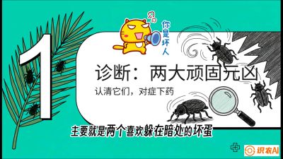 第06节：顽固虫害防治&mdash;&mdash;&ldquo;钻心虫与红蜘蛛，打准时间才服输&rdquo;《槟榔种植：从不懂到精通的10堂必修课》