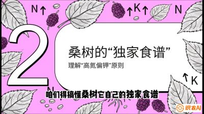 第04节：地下核动力&mdash;&mdash;桑树专用水肥一体化配方，课程：《桑海淘金：桑树高产与蚕桑安全进阶实战课》