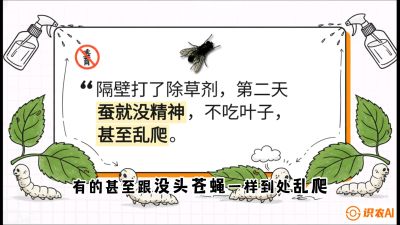 第05节：养蚕人的&ldquo;排雷战&rdquo;&mdash;&mdash;除草剂的生死禁忌，课程：《桑海淘金：桑树高产与蚕桑安全进阶实战课》