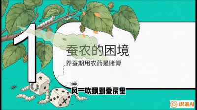 第06节：虫口夺叶（上）&mdash;&mdash;物理与生物防控绝技，课程《桑海淘金：桑树高产与蚕桑安全进阶实战课》
