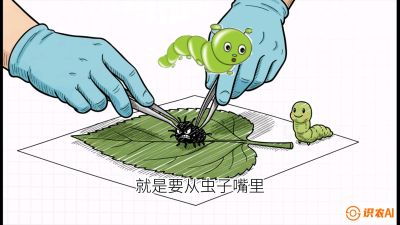 第07节：虫口夺叶（下）&mdash;&mdash;不得不打药时的&ldquo;解毒术&rdquo;，课程：《桑海淘金：桑树高产与蚕桑安全进阶实战课》