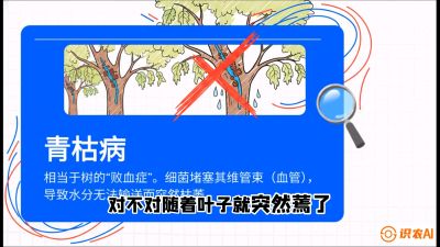 第08节：看不见的杀手&mdash;&mdash;青枯病与萎缩病，课程：《桑海淘金：桑树高产与蚕桑安全进阶实战课》