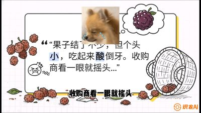 第10节：甜蜜的科学&mdash;&mdash;膨大、增甜与转色，课程：《桑海淘金：桑树高产与蚕桑安全进阶实战课》