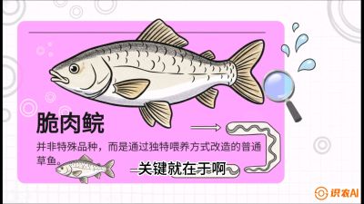 第六节：【老品升级&middot;脆肉鲩】如何让草鱼身价翻倍？，课程：《黄金鳞甲：2025中国淡水鱼高效养殖实战营》