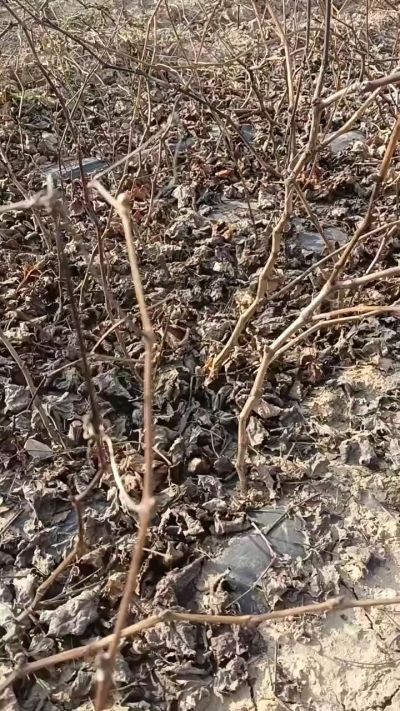 巨峰葡萄苗，一年扦插苗，，全国包邮到家！需要联系18534302961