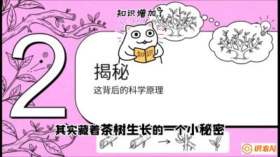 第04节（修剪篇）：树势复活术：从&ldquo;越剪越弱&rdquo;到&ldquo;枝繁叶茂&rdquo;的能量管理与夏秋茶逆袭，课程：《茶金时代：从&ldquo;看天吃饭&rdquo;到&ldquo;精准控局&rdquo;的茶叶高产提质实战课》