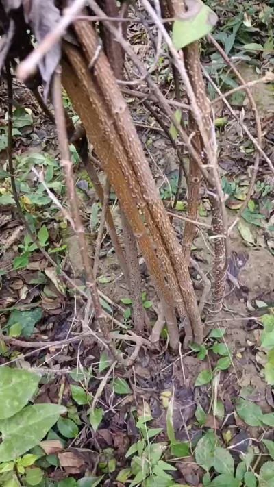 出售药用连翘苗，科研五号优质种苗，2/5年苗，药用连翘树，挂果树，全国包邮到家！财富密码18534302961出售药用连翘苗，科研五号优质种苗，2/5年苗，药用连翘树，挂果树，全国包邮到家！财富密码1