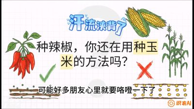 第1节：【品种定江山】工业辣椒vs小米辣：底肥公式与密度陷阱的&ldquo;百万生意经&rdquo;，课程：《辣椒种植实战特训营，从工业辣椒到精品小米辣，教你如何把&ldquo;草&rdquo;种成&ldquo;金&rdquo;》