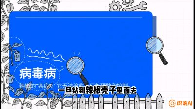 第5节：【病毒病阻击】辣椒的&ldquo;癌症&rdquo;怎么治？从&ldquo;绝收恐慌&rdquo;到&ldquo;带毒生产&rdquo;的逆转术，课程：《辣椒种植实战特训营，从工业辣椒到精品小米辣，教你如何把&ldquo;草&rdquo;种成&ldquo;金&rdquo;》