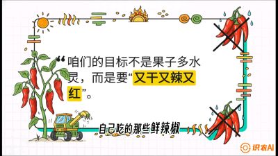 第7节：【工业辣椒专场】追求极致辣度！干物质提升与机械化采收的&ldquo;催红秘籍&rdquo;，课程：《辣椒种植实战特训营，从工业辣椒到精品小米辣，教你如何把&ldquo;草&rdquo;种成&ldquo;金&rdquo;》