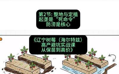 第二节： 整地与定植&mdash;&mdash;起垄是&ldquo;死命令&rdquo;，防涝是核心，课程：《辽宁树莓（海尔特兹）高产避坑实战课：从保苗到高价》