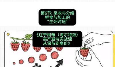 第六节： 采收与分级&mdash;&mdash;鲜食与加工的&ldquo;生死时速&rdquo;，课程：《辽宁树莓（海尔特兹）高产避坑实战课：从保苗到高价》