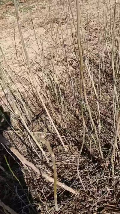 出售臭椿苗，巨峰葡萄苗。药用连翘苗，科研五号优质种苗，2/5年苗，药用连翘树，挂果树，全国包邮到家！财富密码18534302961