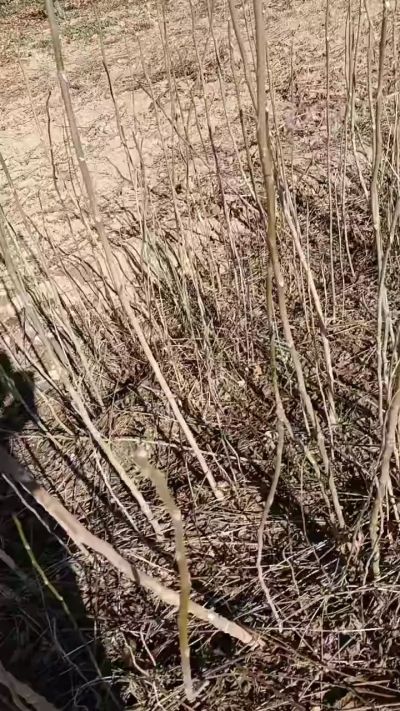 出售臭椿苗，巨峰葡萄苗。药用连翘苗，科研五号优质种苗，2/5年苗，药用连翘树，挂果树，全国包邮到家！财富密码18534302961