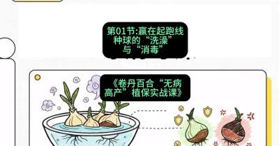 第01节：赢在起跑线&mdash;&mdash;种球的&ldquo;洗澡&rdquo;与&ldquo;消毒&rdquo;，课程：《卷丹百合&ldquo;无病高产&rdquo;植保实战课》#识农AI