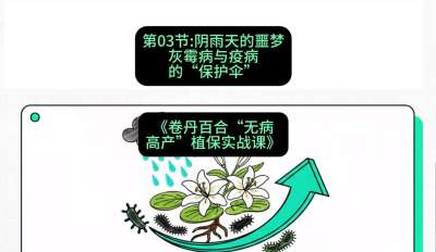 第03节：阴雨天的噩梦&mdash;&mdash;灰霉病与疫病的&ldquo;保护伞&rdquo;，课程：《卷丹百合&ldquo;无病高产&rdquo;植保实战课》#识农AI