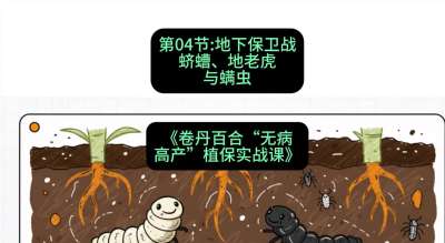 第04节：地下保卫战&mdash;&mdash;蛴螬、地老虎与螨虫 ，课程：《卷丹百合&ldquo;无病高产&rdquo;植保实战课》#识农AI