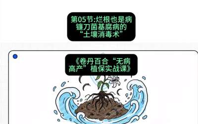第05节：烂根也是病&mdash;&mdash;镰刀菌基腐病的&ldquo;土壤消毒术&rdquo; ，课程：《卷丹百合&ldquo;无病高产&rdquo;植保实战课》#识农AI