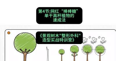 第04节：网红&ldquo;棒棒糖&rdquo;&mdash;&mdash;单干高杆植物的速成法，课程：《景观树木&ldquo;整形外科&rdquo;造型实战特训营》#识农AI