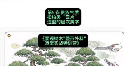 第05节：贵族气质&mdash;&mdash;松柏类&ldquo;云片&rdquo;造型的层次美学，课程：《景观树木&ldquo;整形外科&rdquo;造型实战特训营》#识农AI